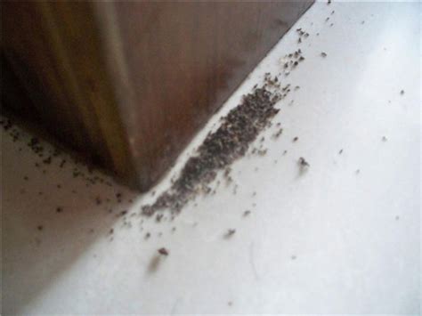 家里很多蚂蚁